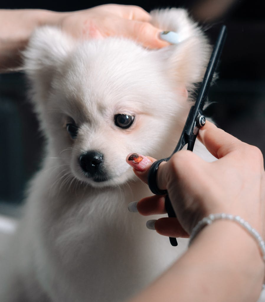 grooming a dog